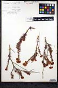 Eriogonum fasciculatum var. flavoviride image