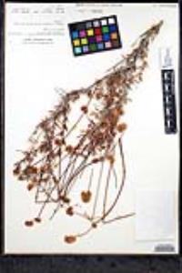 Eriogonum fasciculatum var. flavoviride image