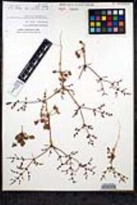 Eriogonum intricatum image