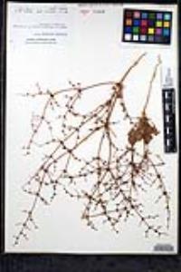Eriogonum intricatum image