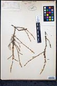 Eriogonum wrightii var. taxifolium image