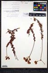 Eriogonum fasciculatum var. flavoviride image