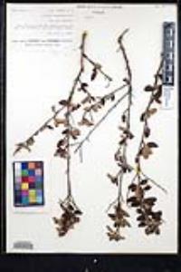 Ceanothus tomentosus image
