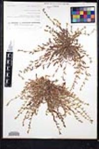 Plagiobothrys collinus image