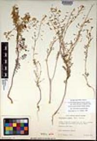 Descurainia pinnata subsp. glabra image