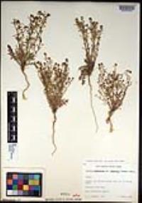 Lepidium virginicum subsp. menziesii image