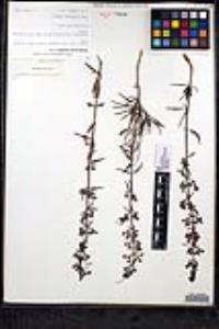 Trichostema parishii image