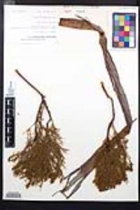 Adenostoma sparsifolium image