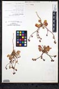 Chorizanthe fimbriata var. fimbriata image