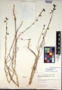 Caulanthus heterophyllus var. heterophyllus image