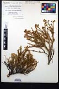 Ericameria martirensis image