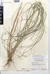 Aristida ternipes var. ternipes image