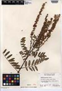 Amorpha apiculata image
