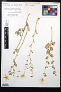 Kallstroemia peninsularis image