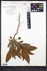 Penstemon reidmoranii image