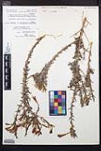 Epilobium canum subsp. canum image