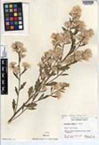 Baccharis salicina image
