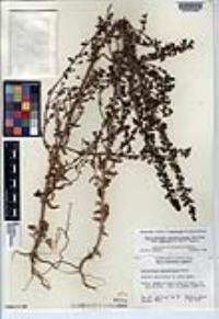 Sairocarpus pusillus image