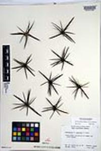 Ferocactus cylindraceus image