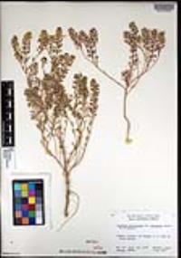 Lepidium lasiocarpum image