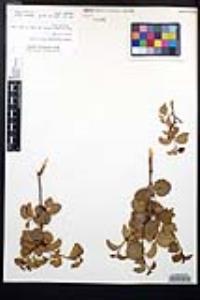 Prunus ilicifolia image