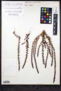 Veronica peregrina subsp. xalapensis image