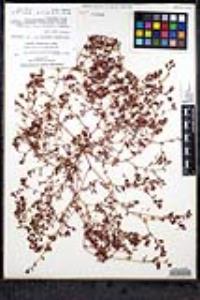 Chorizanthe fimbriata var. fimbriata image