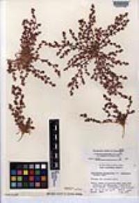 Chorizanthe polygonoides var. longispina image