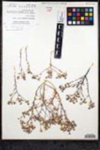 Eriastrum eremicum subsp. eremicum image