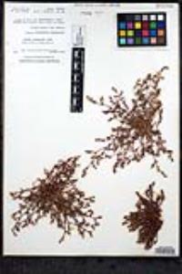 Chorizanthe interposita image