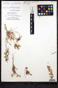 Chorizanthe brevicornu image