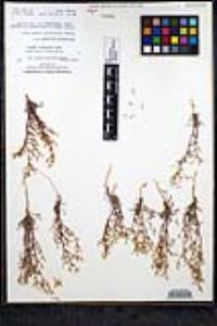 Chorizanthe brevicornu image