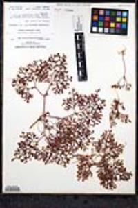 Chorizanthe fimbriata var. fimbriata image