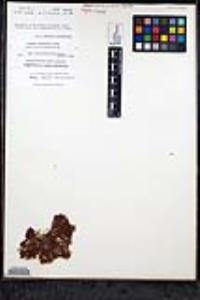 Lastarriaea ptilota image