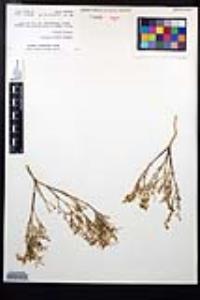 Fagonia laevis image