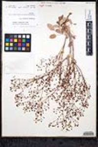 Eriogonum thurberi image