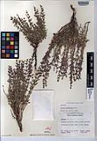 Hedeoma matomianum image