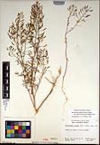 Descurainia pinnata subsp. glabra image
