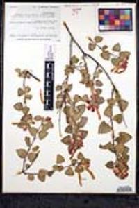 Salvia regla image