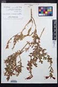 Epilobium canum image