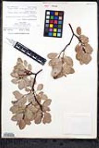 Arctostaphylos glauca image