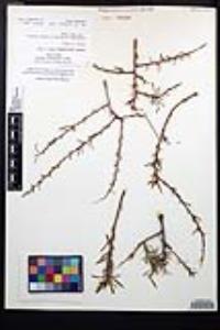 Prunus fasciculata var. fasciculata image