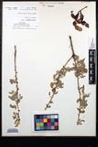 Senegalia greggii image
