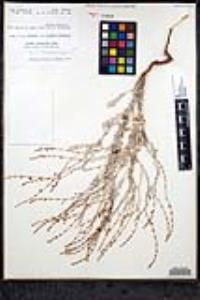 Eriogonum wrightii var. nodosum image