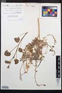 Chylismia cardiophylla image