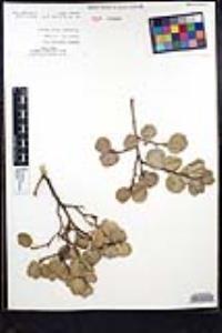 Rhamnus ilicifolia image