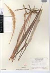 University Of Colorado Museum Of Natural History Herbarium, 53% OFF