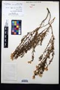 Ericameria brachylepis image