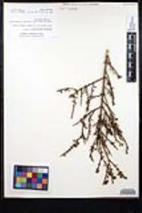 Adolphia californica image