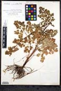 Thalictrum polycarpum image